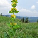 Gentiana lutea (goryczka żółta)