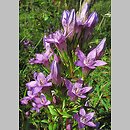 Gentianella germanica (goryczuszka Wettsteina)