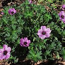 Geranium cinereum (bodziszek popielaty)
