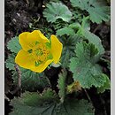 Geum pyrenaicum (kuklik pirenejski)