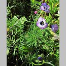 Gilia tricolor