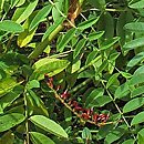 Glycyrrhiza glabra (lukrecja gładka)