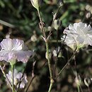Gypsophila paniculata Bristol Fairy