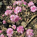 Gypsophila paniculata Flamingo