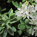 Veronica pinguifolia (hebe tłustolistna)