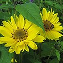 Helianthus decapetalus Triomphe de Grand