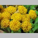 Helichrysum litoreum