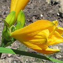 Hemerocallis ×hybrida Maikonigin