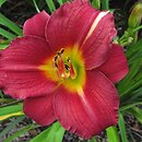 Hemerocallis ×hybrida Summer Wine