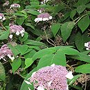 Hydrangea aspera (hortensja kosmata)