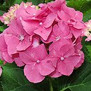 Hydrangea macrophylla Rosita