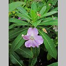 Impatiens sodenii