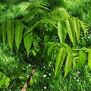 Juglans nigra (orzech czarny)