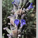 Lavandula dentata (lawenda ząbkowana)