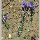Lavandula multifida