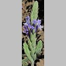Lavandula pinnata (lawenda pierzasta)