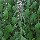Leonurus cardiaca (serdecznik pospolity)