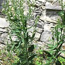 Lepidium latifolium (pieprzyca szerokolistna)