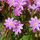 Lewisia (lewizja)