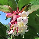 Leycesteria formosa (lejcesteria piękna)