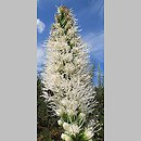 Liatris (liatra)