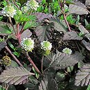 Phyla dulcis (lippia)
