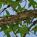 Liquidambar styraciflua (ambrowiec amerykański)