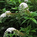 Lysimachia clethroides (tojeść orszelinowata)