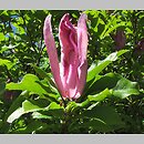 Magnolia Daybreak