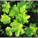 Malva verticillata (ślaz okółkowy)