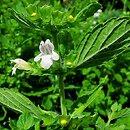Melissa officinalis (melisa lekarska)