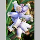 Muscari muscarimi