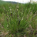 Nardus stricta (bliźniczka psia trawka)