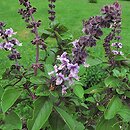 Ocimum basilicum (bazylia pospolita)