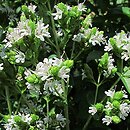 Origanum majorana (lebiodka majeranek)