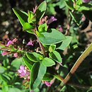 Origanum laevigatum (lebiodka gładka)