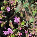 Origanum laevigatum Aromatico
