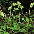 Pyrolaceae (gruszyczkowate)