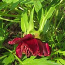 Paeonia delavayi (piwonia Delavaya)