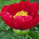 Paeonia officinalis (piwonia lekarska)