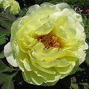 Paeonia ×suffruticosa High Noon