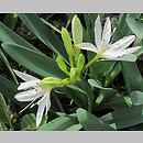 Pancratium illyricum
