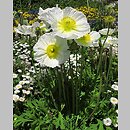 Papaver nudicaule (mak nagołodygowy)