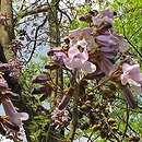 Paulownia (paulownia)