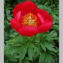 Paeonia peregrina (piwonia obca)