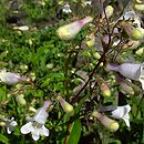 Penstemon digitalis (penstemon palczasty)