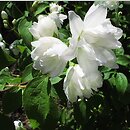 Philadelphus Virginalis