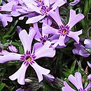 Phlox subulata Atropurpurea