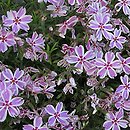 Phlox (floks)