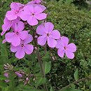 Phlox paniculata Hesperis